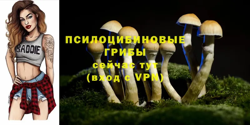 где купить наркотик  Кирсанов  Галлюциногенные грибы MAGIC MUSHROOMS 